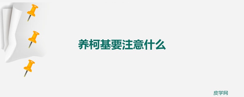 养柯基要注意什么