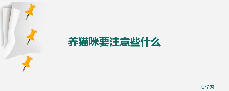 养猫咪要注意些什么