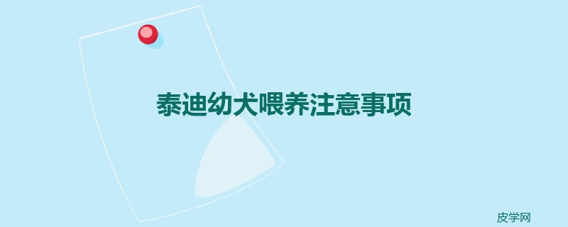 泰迪幼犬喂养注意事项