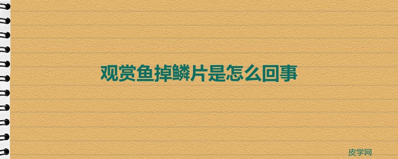 观赏鱼掉鳞片是怎么回事