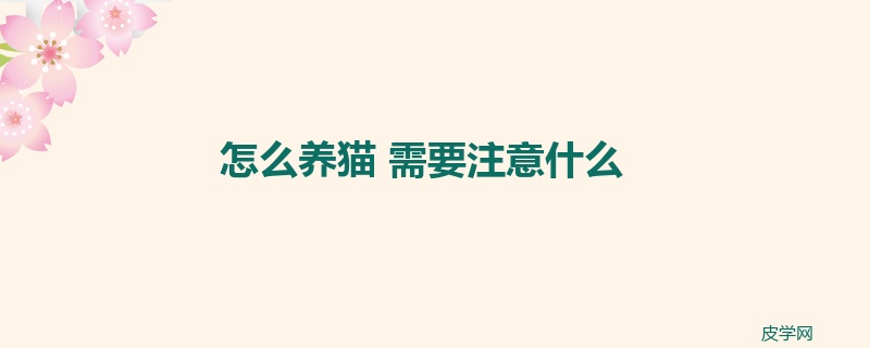 怎么养猫 需要注意什么