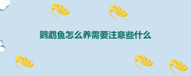 鹦鹉鱼怎么养需要注意些什么