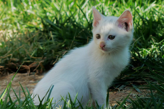 小孩养猫的好处和坏处